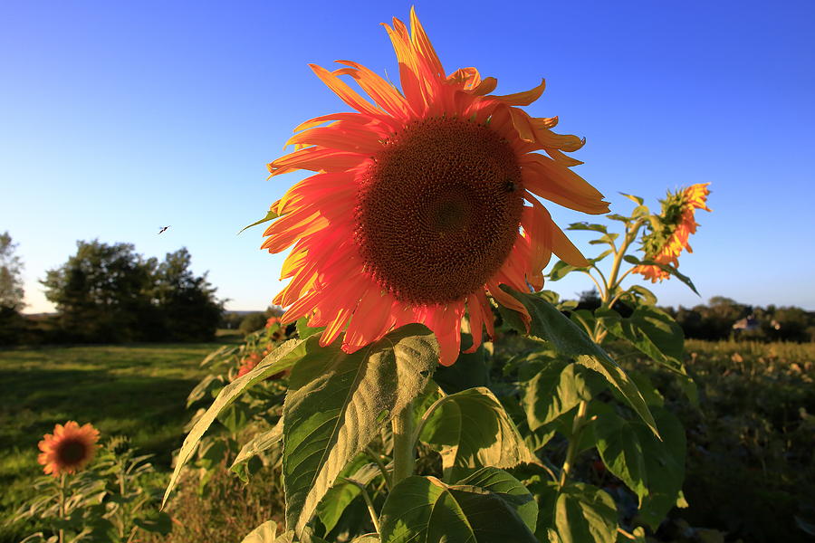 Sunflower Photograph by Gary Corbett