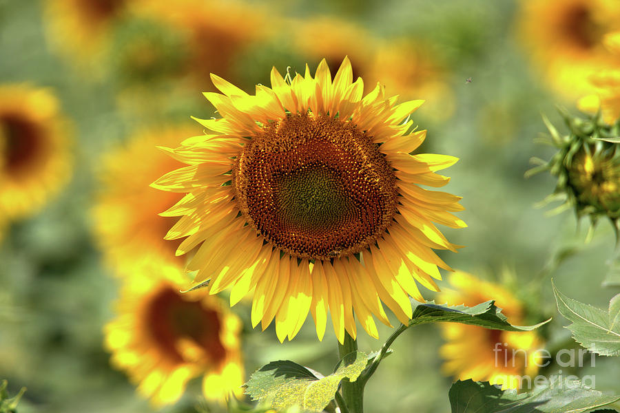 Sunflower Photograph by Geraldine DeBoer