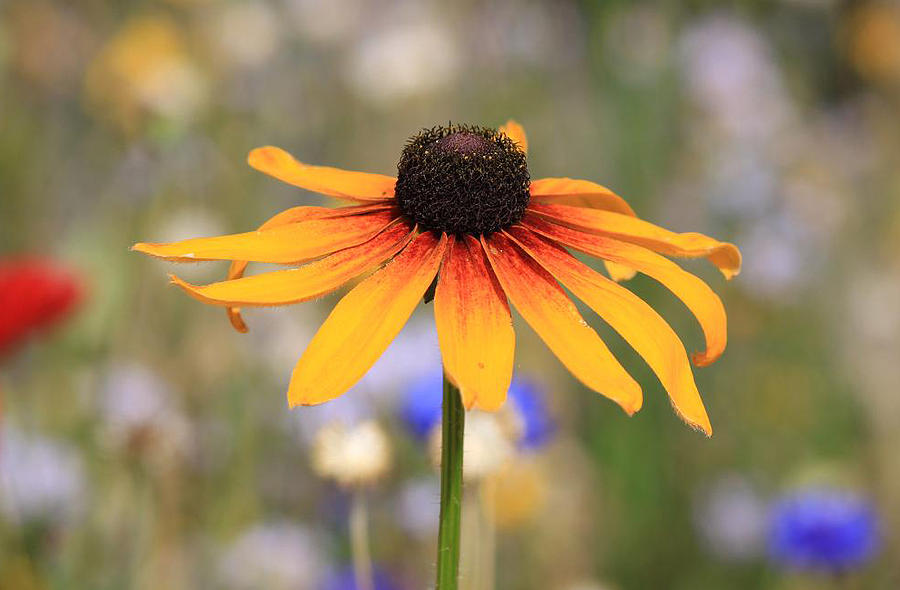 Sunflower Photograph by Gerri Duke
