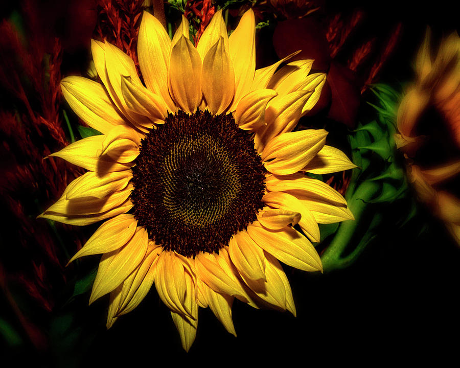 Sunflower Photograph by Gina Cordova