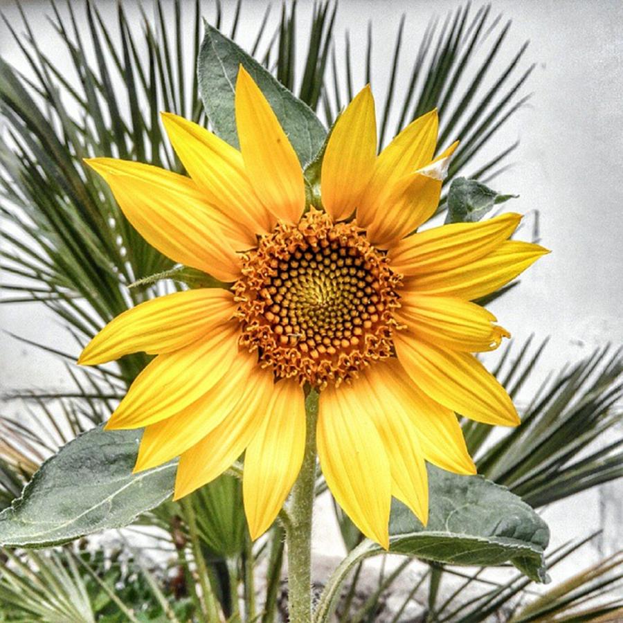 Sunflower Photograph - #sunflower #girasole #flower by Michele Stuppiello