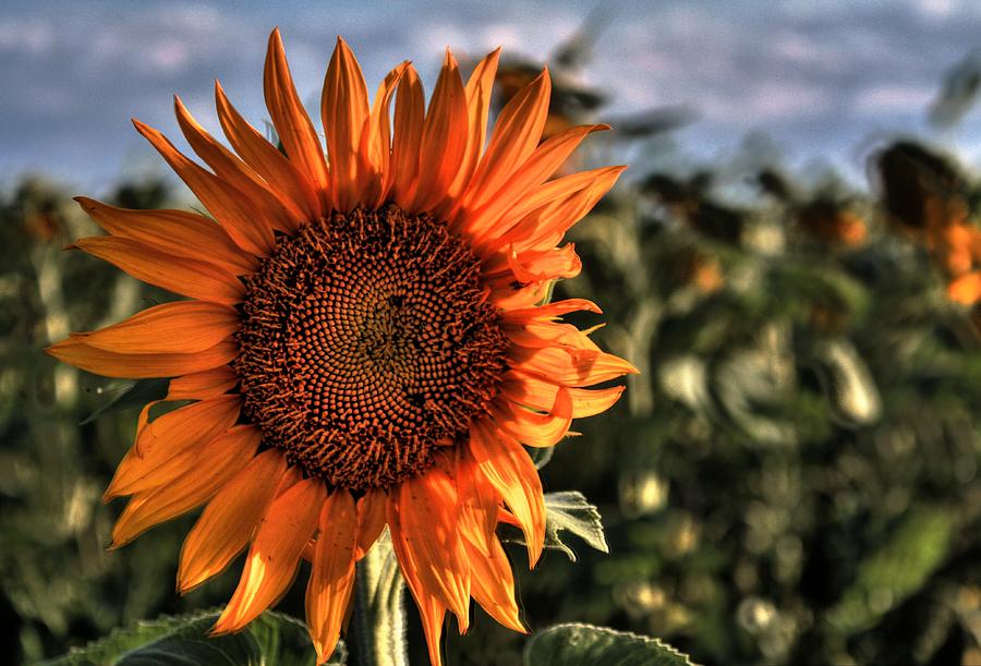 Sunflower Glory Photograph by David Matthews