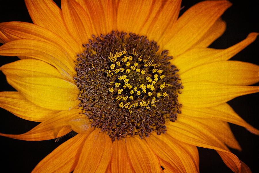 Sunflower Photograph - Sunflower Glory by Janice Bennett