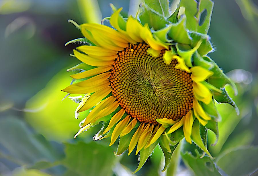 Sunflower Glow Photograph by Karen McKenzie McAdoo