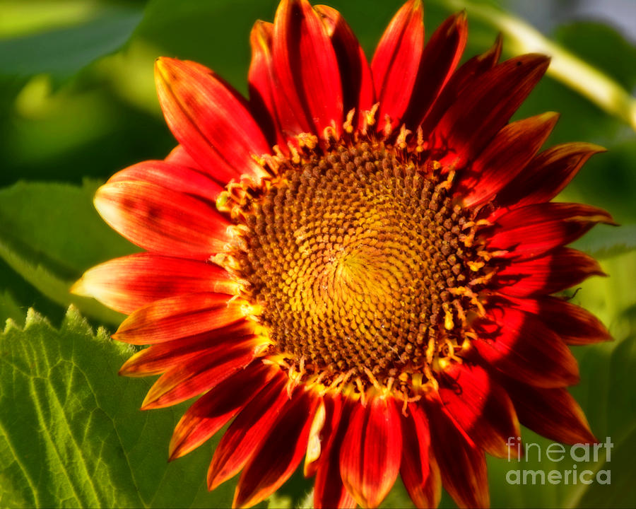 Sunflower Glow Photograph by Kathy M Krause