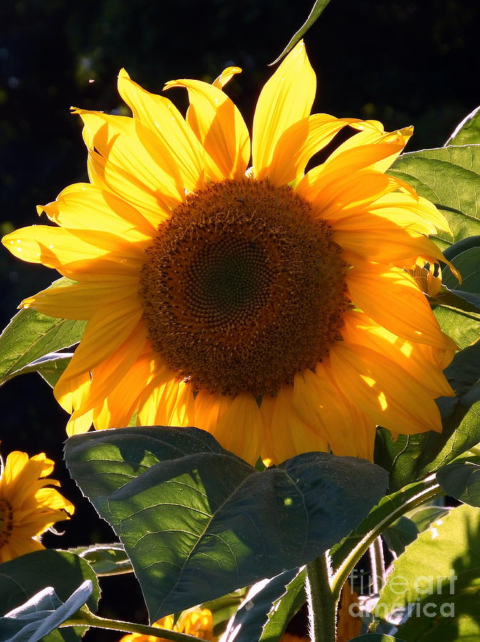 Sunflower Photograph - Sunflower - Golden Glory by Janine Riley