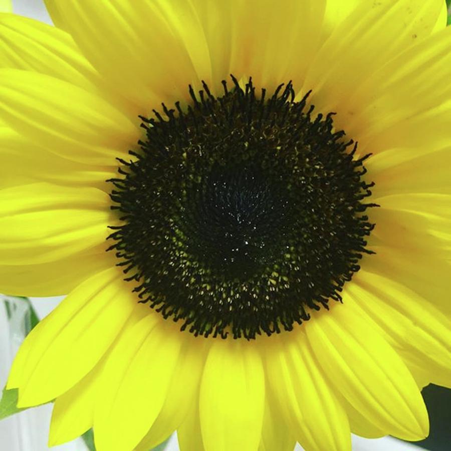 Sunflower Photograph - #sunflower #good #enjoy #belive #l by Ayaka Sagawa