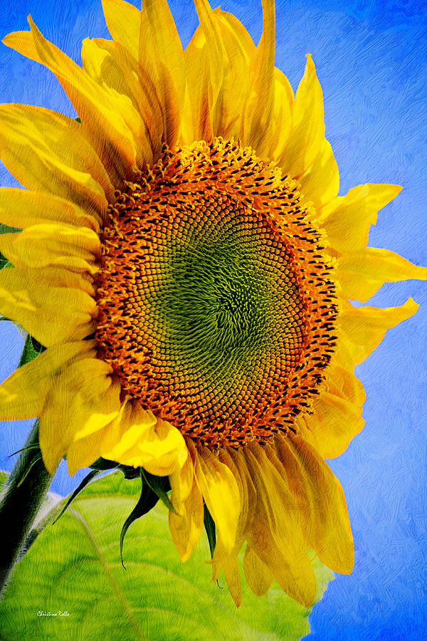 Sunflower Plant Photograph by Christina Rollo