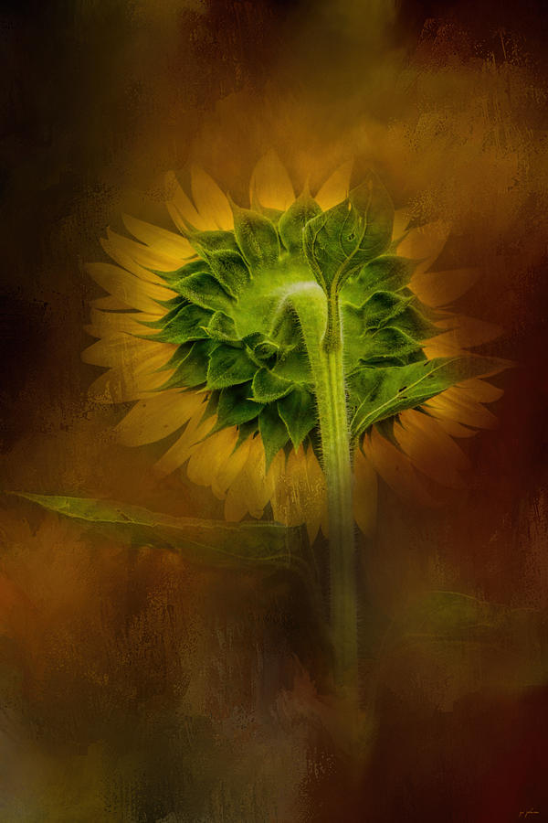 Sunflower Goodbye Photograph by Jai Johnson