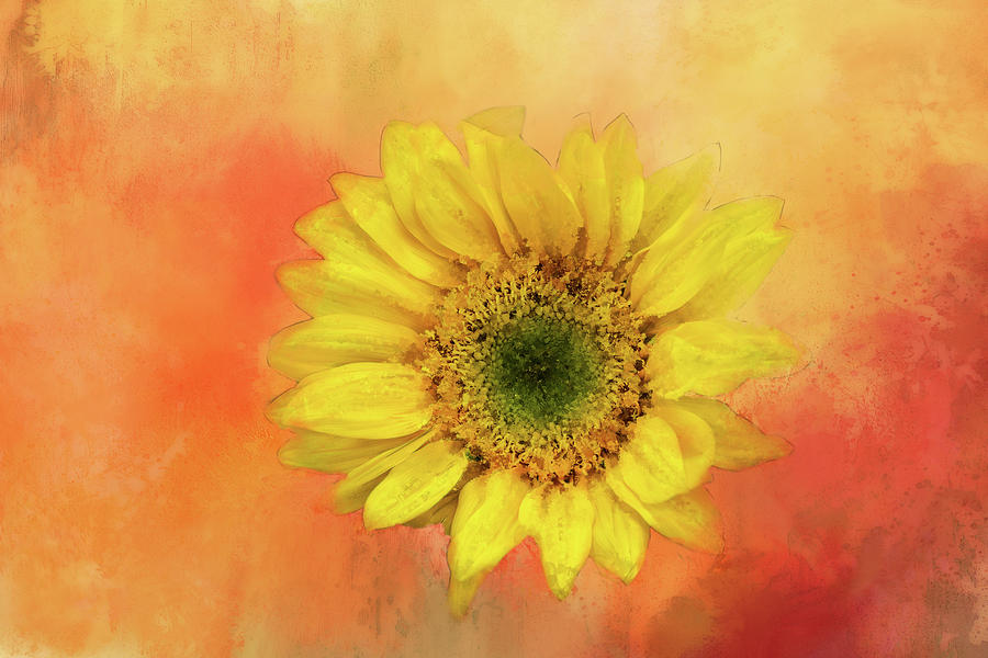 Nature Digital Art - Sunflower Goodness by Terry Davis