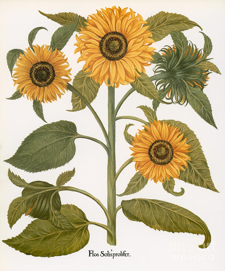 Sunflower Photograph - Sunflower by Granger