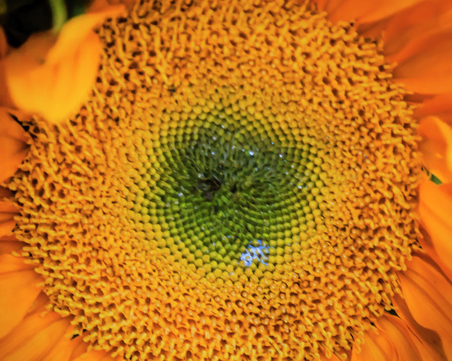 Sunflower Green Center Photograph by Sean O'Cairde Fine Art America