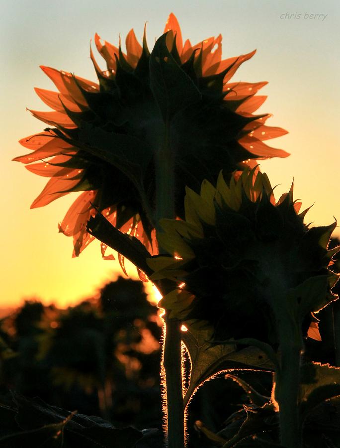 Farm Photograph - Sunflower Greeting  by Chris Berry