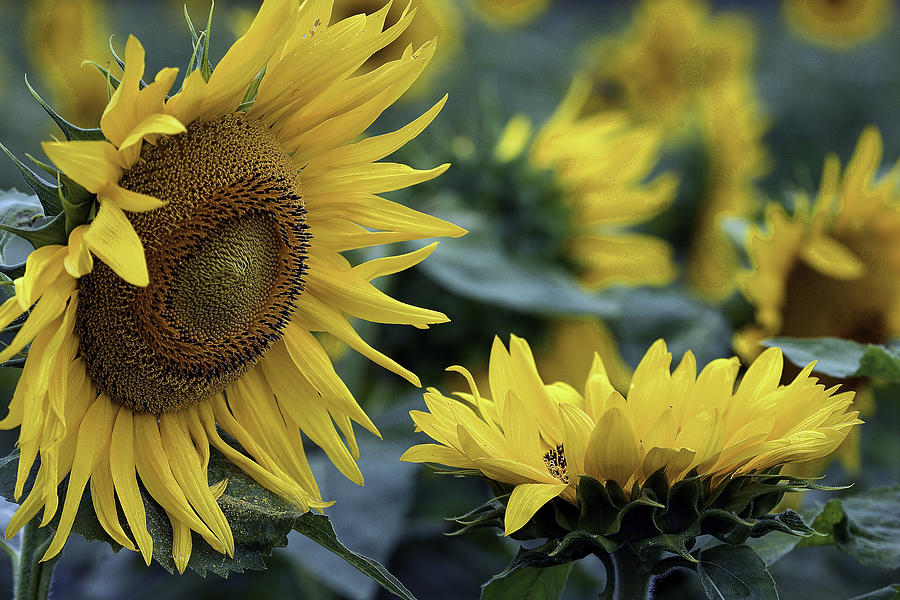 Sunflower Photograph - Sunflower Greeting by Mark Braun Sunflower Photograph - Sunflower Greeting by Mark Braun