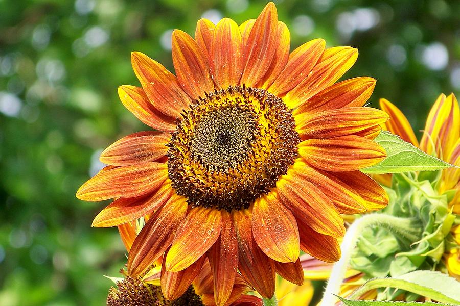 Sunflower Photograph By Greg Hendersgot - Fine Art America