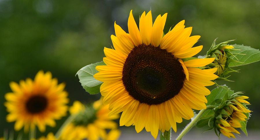 Sunflower Group Photograph by Eileen Brymer