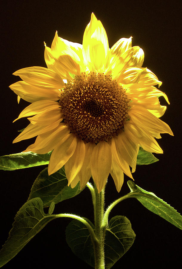 Sunflower Photograph by Guillermo Rodriguez