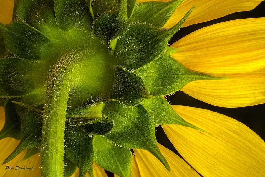 Sunflower Photograph - Sunflower Hairs signed by Rick Strobaugh