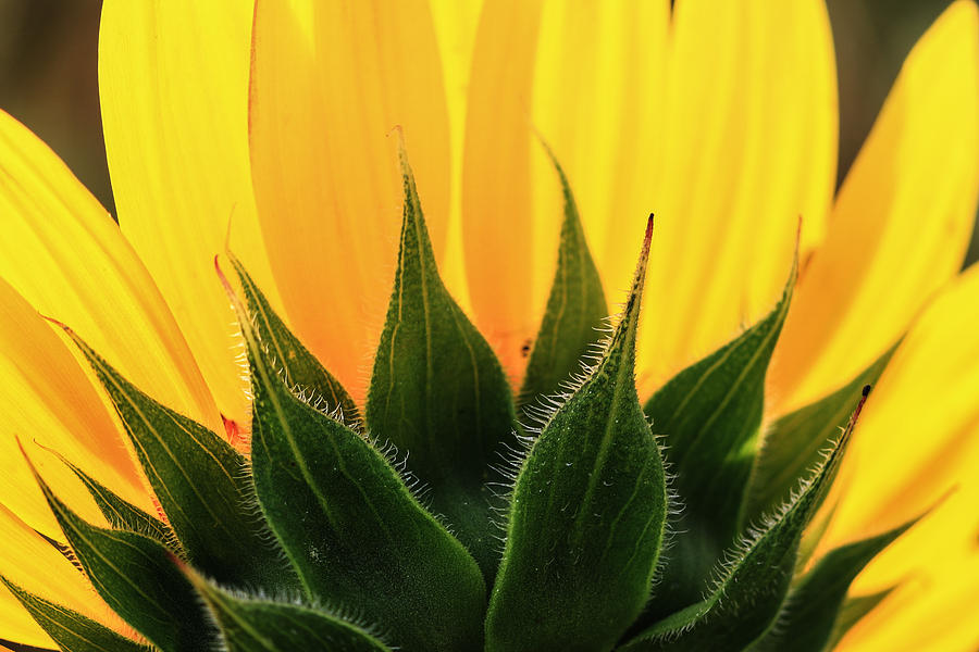 Sunflower Halved Photograph by Rachel Cohen