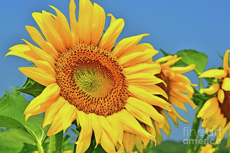 Sunflower Happy Photograph