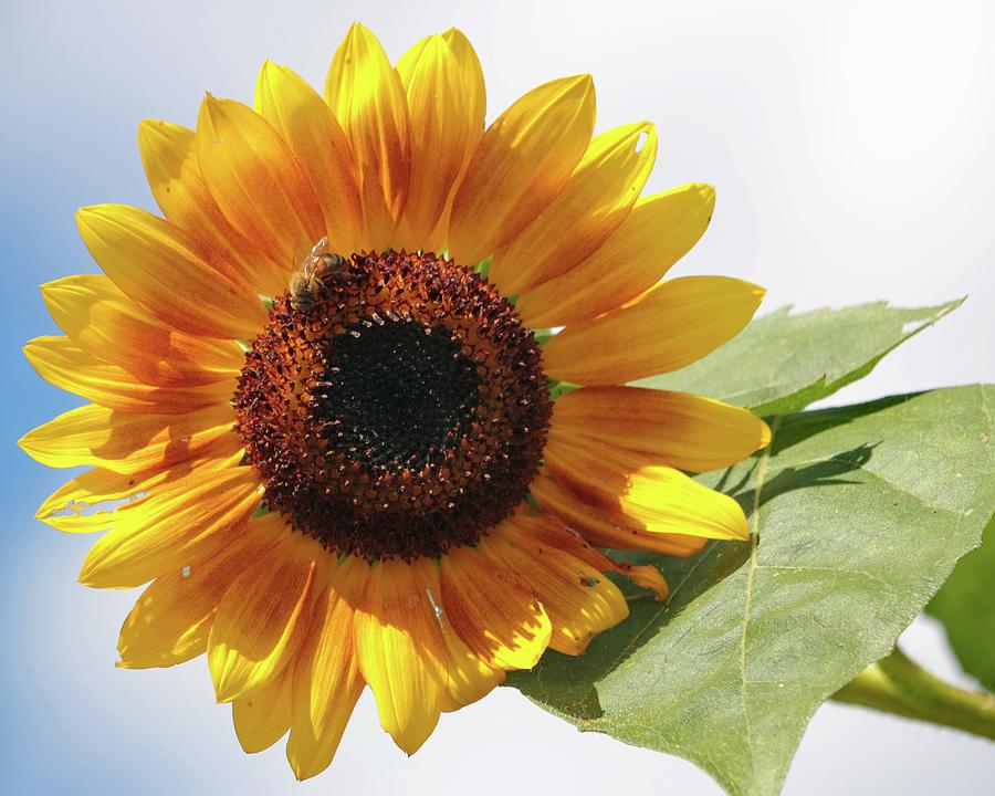 Sunflower Photograph by Harold Rau