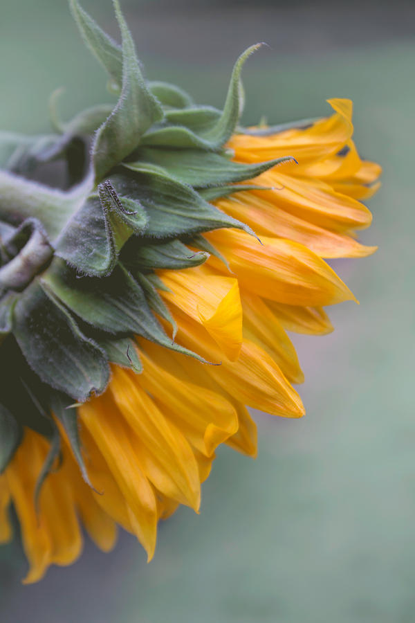Sunflower Haze Photograph by Arlene Carmel