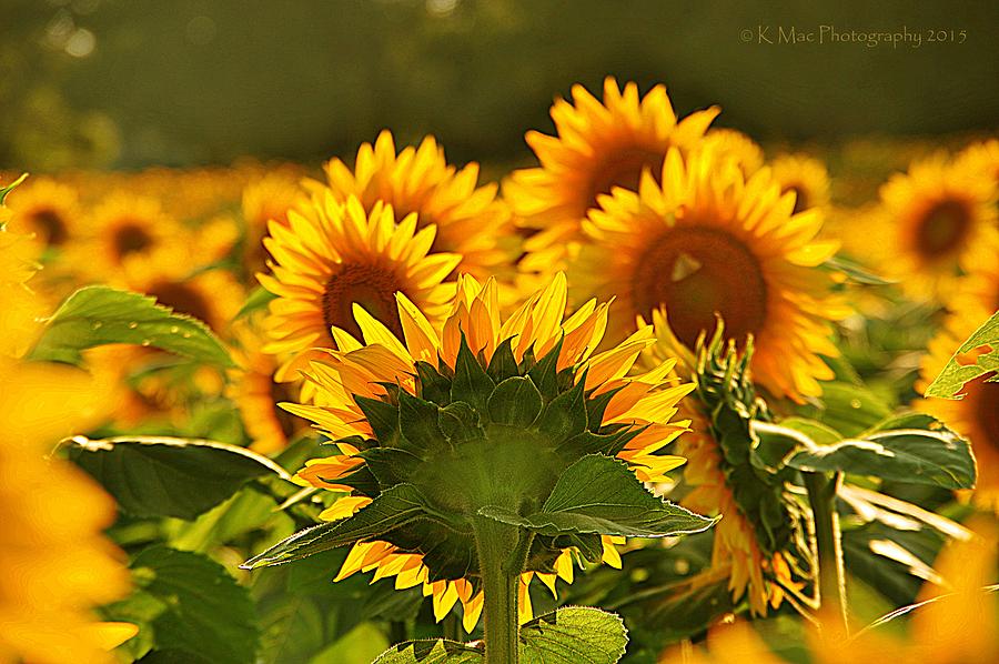 Sunflower Haze Photograph by Karen McKenzie McAdoo