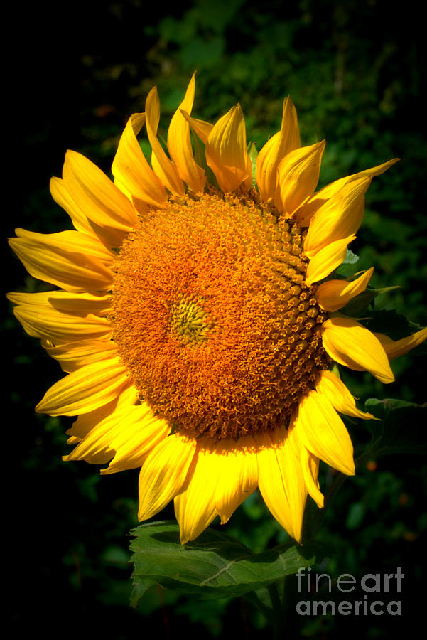 Sunflower Head Photograph by Eunice Miller