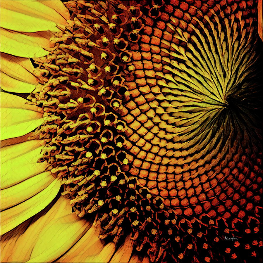 Sunflower Head Photograph by Russ Harris