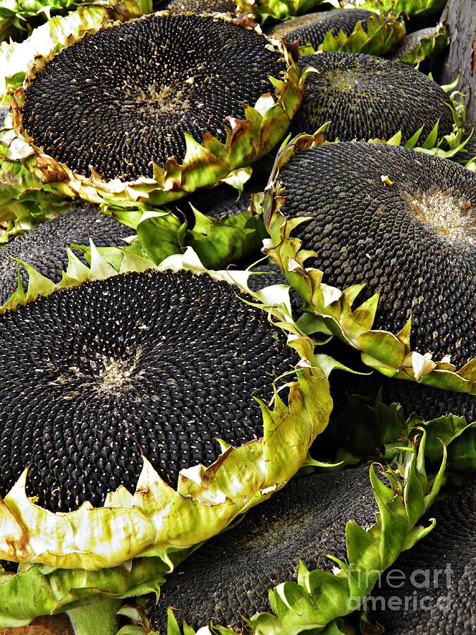 Sunflower Heads 1 Photograph