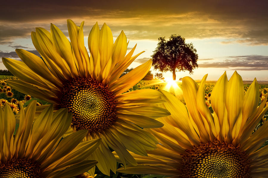 Sunflower Photograph - Sunflower Heaven by Debra and Dave Vanderlaan