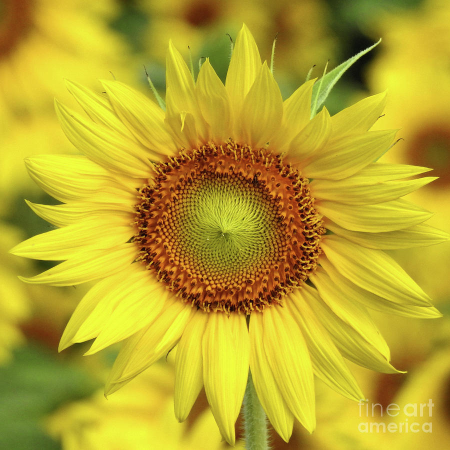 Sunflower - Helianthus Annuus Photograph by Scott Cameron