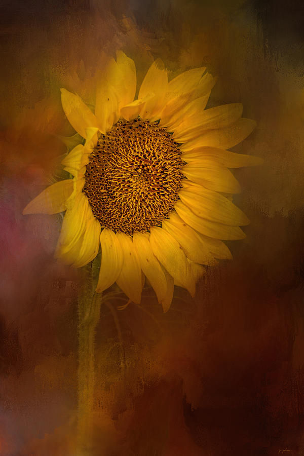 Sunflower Hello Photograph by Jai Johnson