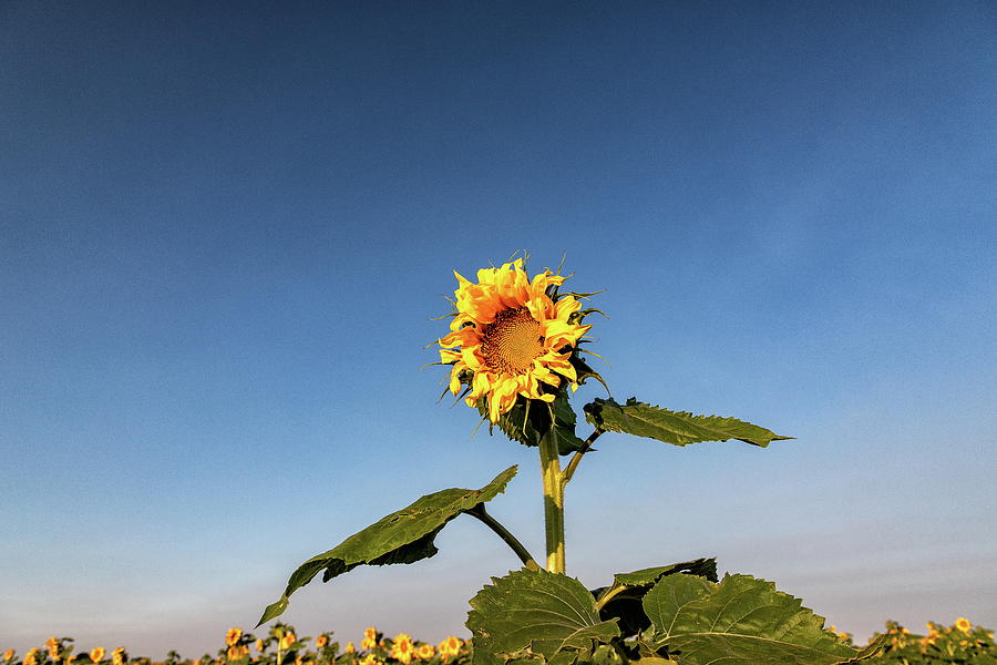 Sunflower Photograph - Sunflower High in the Sky by Tony Hake