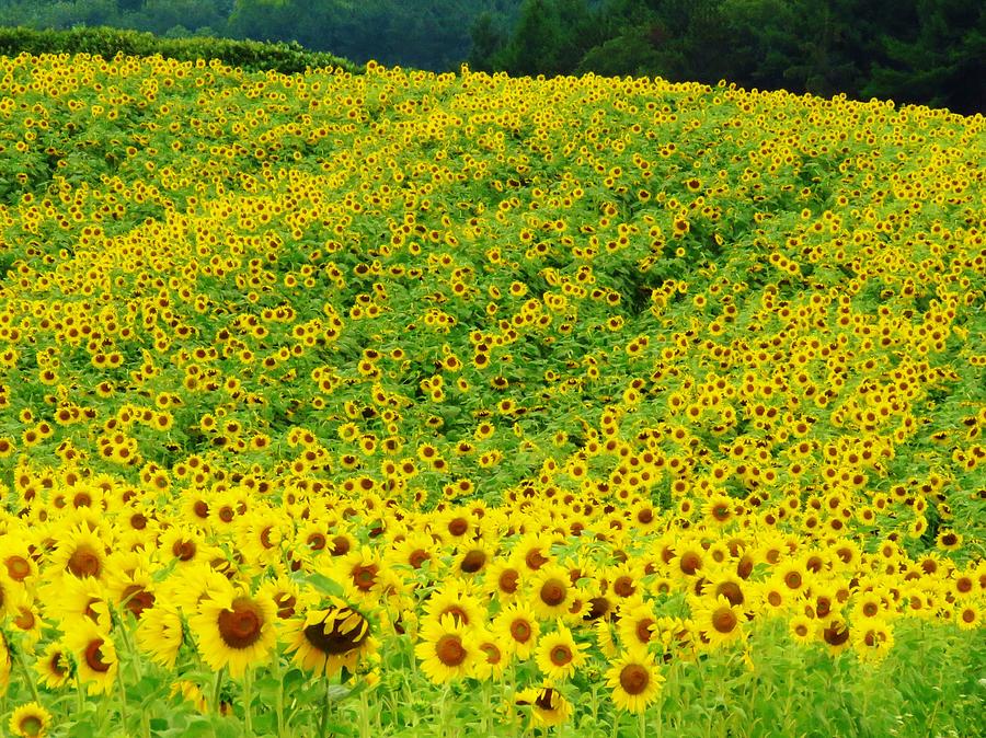 Sunflower Hill  Photograph by Lori Frisch