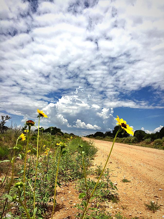 Sunflower Hitchhikers Photograph by Brad Hodges