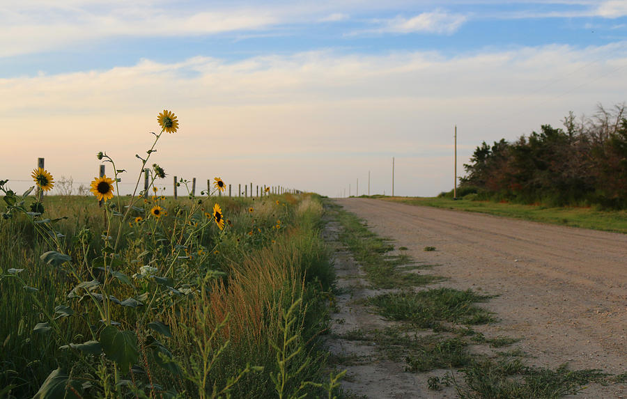 Sunflower Horizon Photograph by Kami McKeon