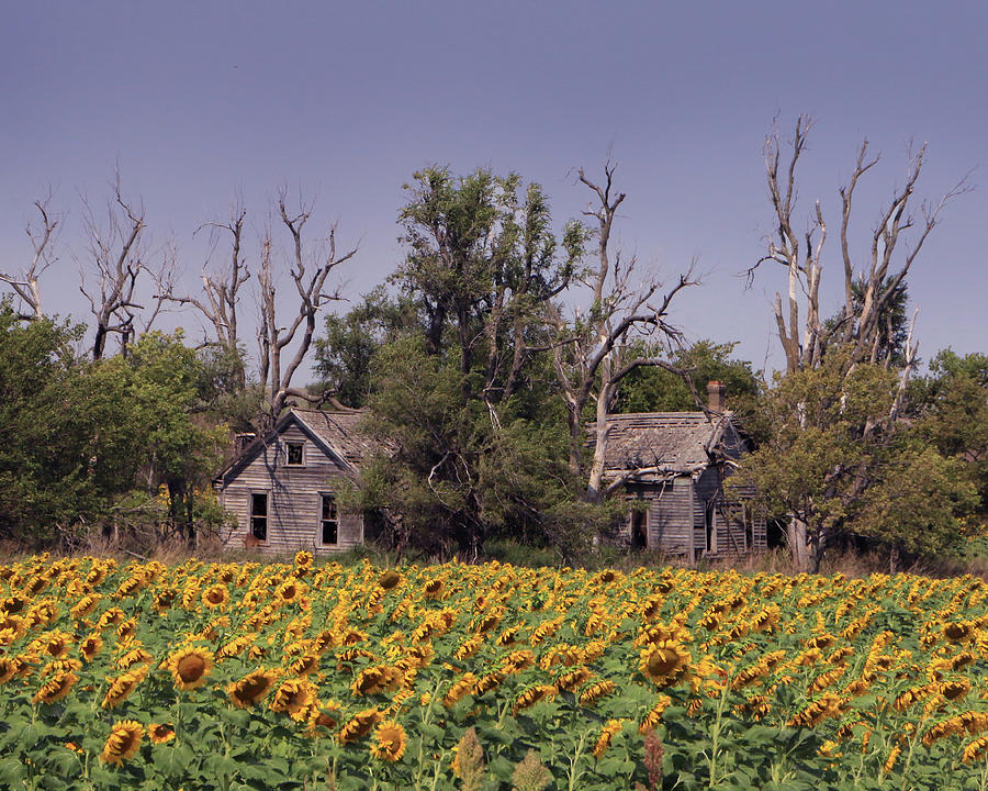 Sunflower House Photograph by Christopher McKenzie