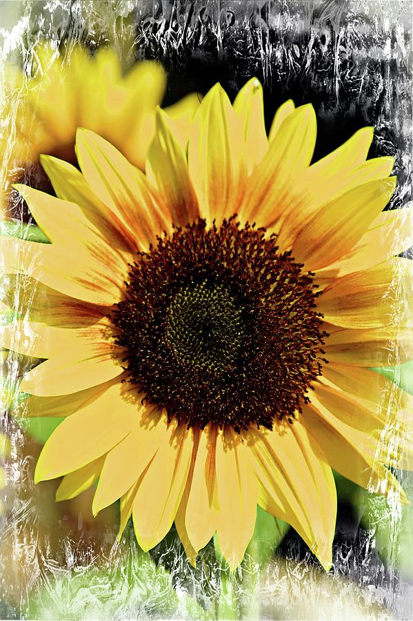 Sunflower Photograph by Hugh Smith