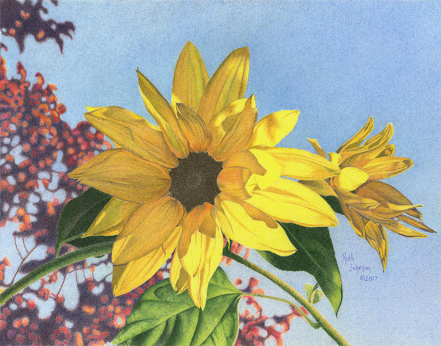 Flower Drawing - Sunflower I by Ruth Johnson