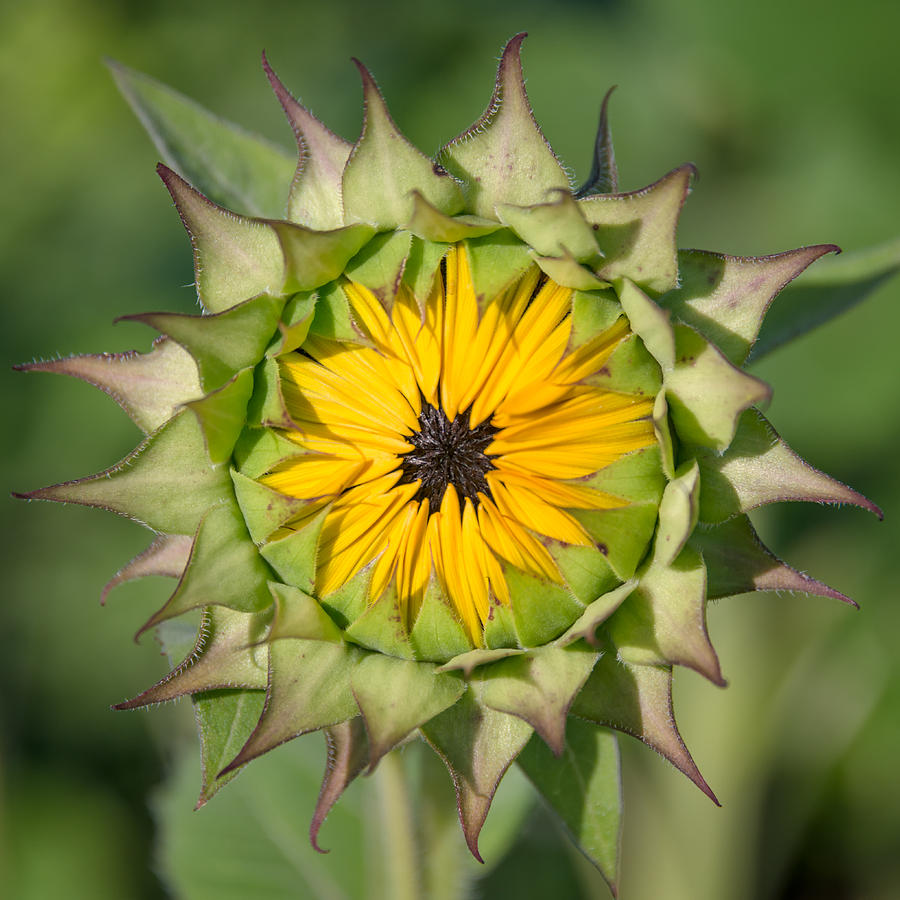 Sunflower II Photograph