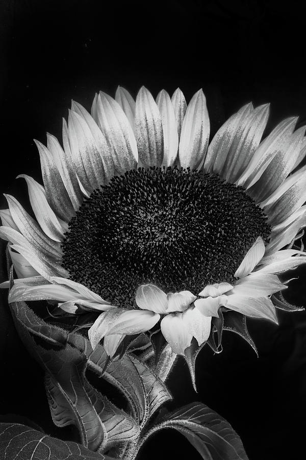 Sunflower Photograph - Sunflower II by Joseph Smith