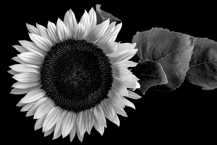 Sunflower III Photograph by Joseph Smith