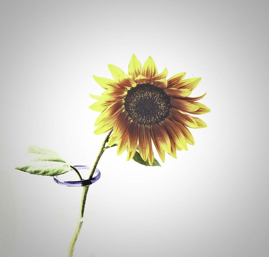 Sunflower In A Clear Vase Photograph