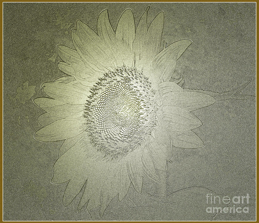 Sunflower In Antique Gold Photograph by Donna Brown