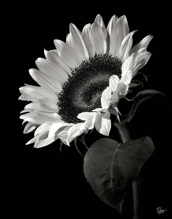 Flower Photograph - Sunflower in Black and White by Endre Balogh