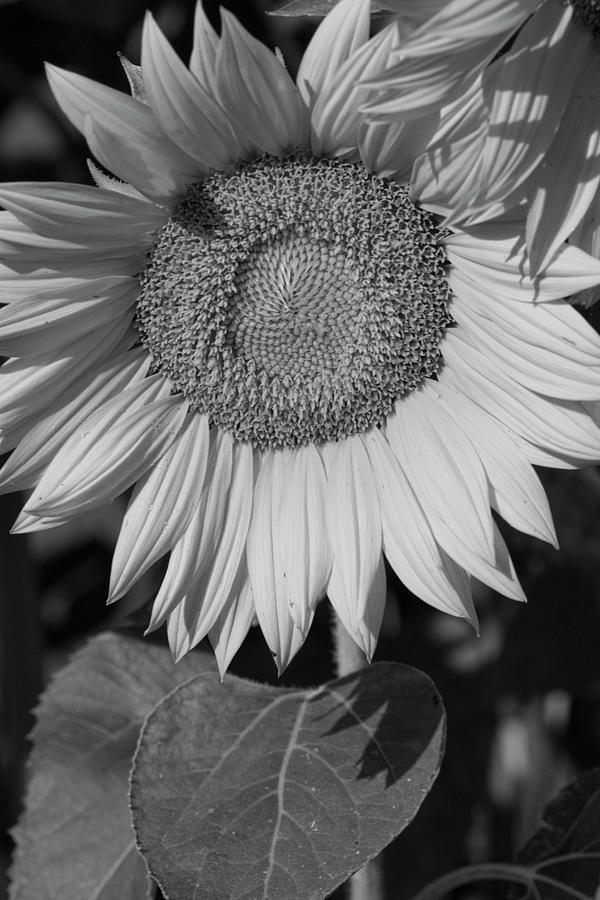 Sunflower in Black and White Photograph by Kathy Clark