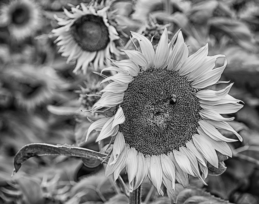 Sunflower in Black and White Photograph by Leah Palmer