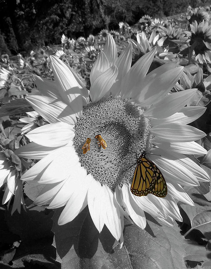 Sunflower in Black And White by Melinda Blackman Sunflower in Black And White by Melinda Blackman