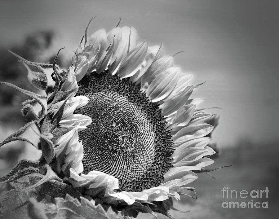 Sunflower In Black And White Photograph by Smilin Eyes Treasures
